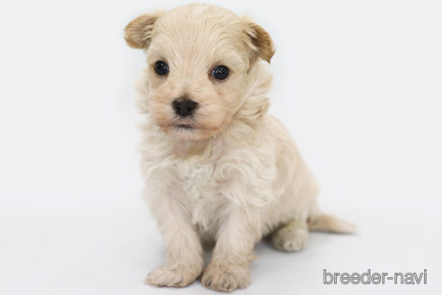 成約済の神奈川県のマルプー:マルチーズ×トイプードル-339321の4枚目